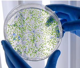 New Strategy for Synthesizing the Natural Compound Himastatin